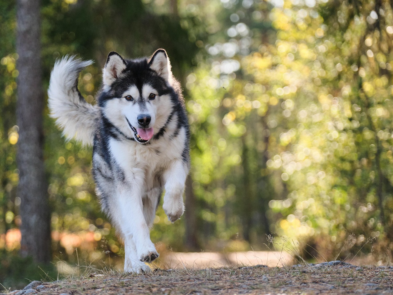 Hundefreilauf Heide